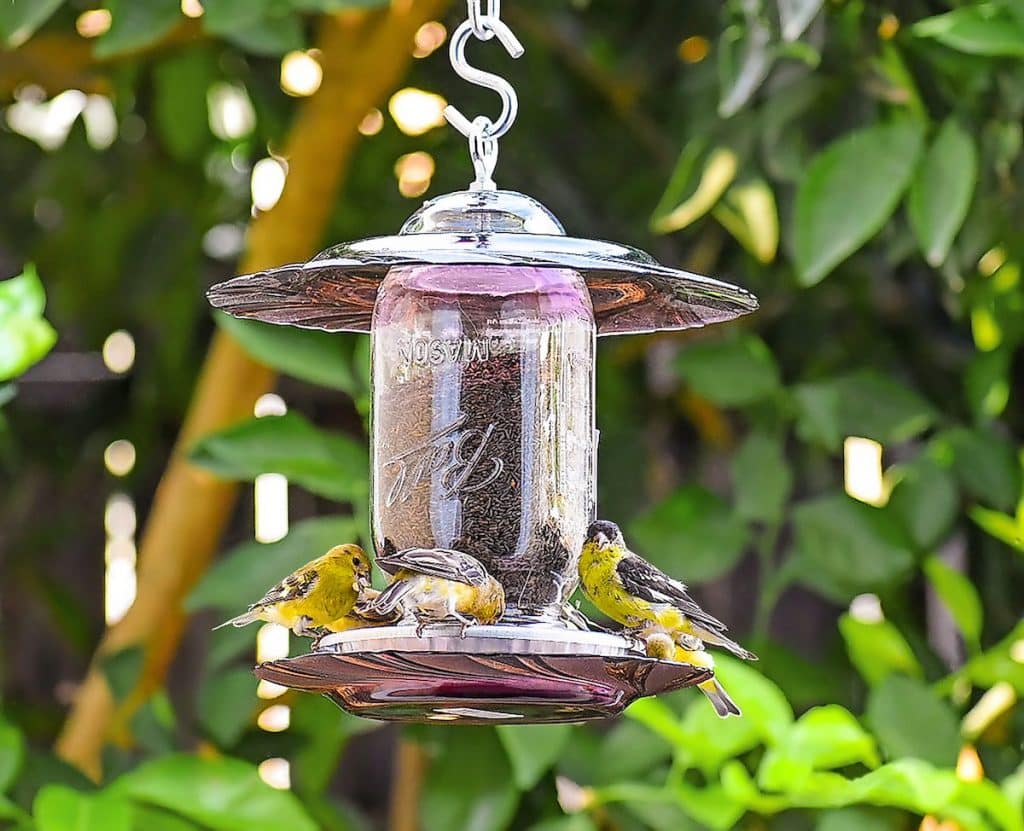 Quel type de mangeoire pour oiseaux attire le plus d’oiseaux ?
